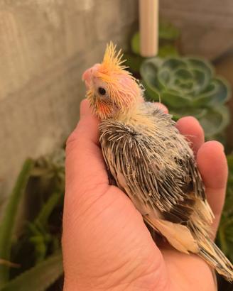 Calopsite pulli da imbecco pezzati