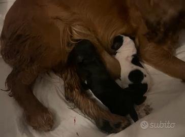 Cucciolo cocker spaniel