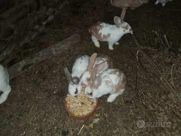 Conigli di 3mesi