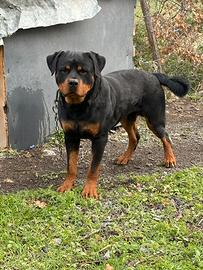 Rottweiler