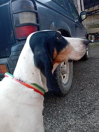 Ariegeois da cinghiale