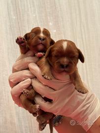 Cavalier king