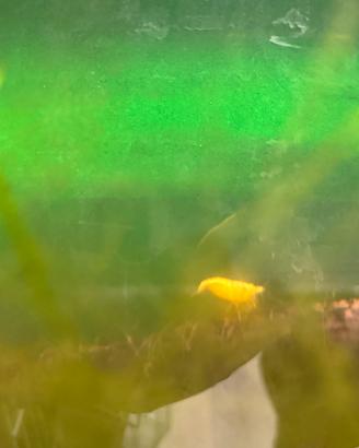 Caridine yellow