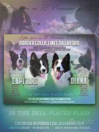 Cuccioli di Border Collie