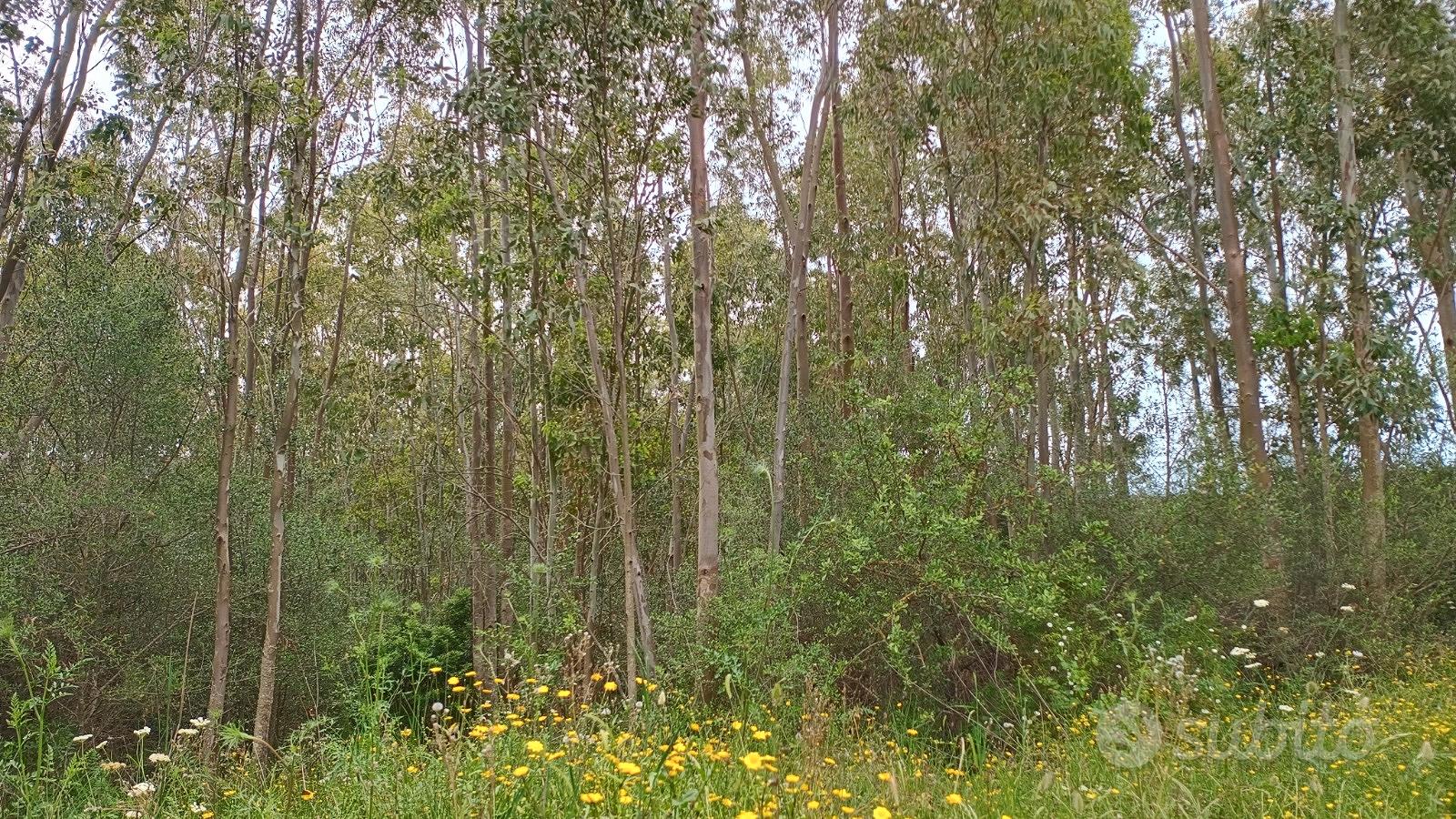 Terreno con eucaliptus - Vista 2