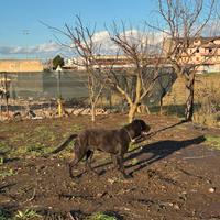 Cucciolone di Cane corso 9 mesi