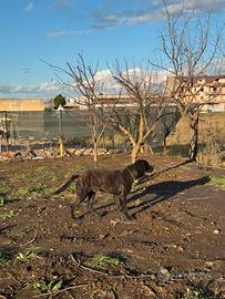 Cucciolone di Cane corso 9 mesi