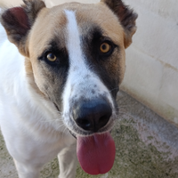 ARCIBALDO giovane e bello in ADOZIONE