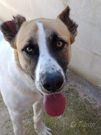 ARCIBALDO giovane e bello in ADOZIONE