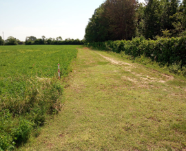 Terreno agricolo