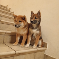 Shiba inu con pedigree enci