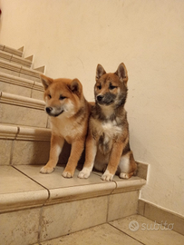 Shiba inu con pedigree enci