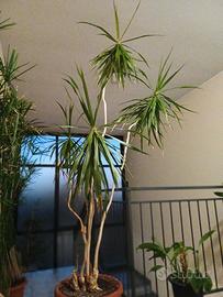 pianta alta 2,250m.d'appartamento 50€