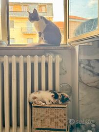 Gatto incrocio europeo