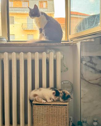 Gatto incrocio europeo