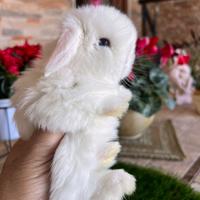 Coniglio Mini Lop