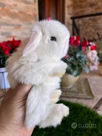 Coniglio Mini Lop