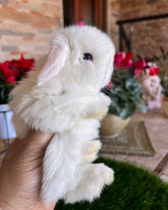 Coniglio Mini Lop