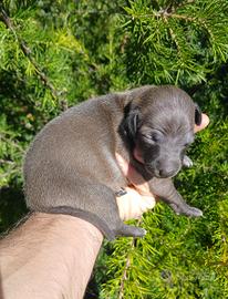 Cuccioli piccolo levriero italiano