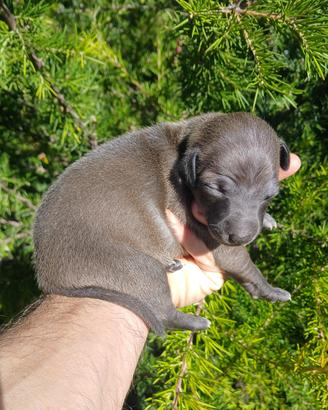 Cuccioli piccolo levriero italiano
