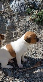 Cucciola jack Russell