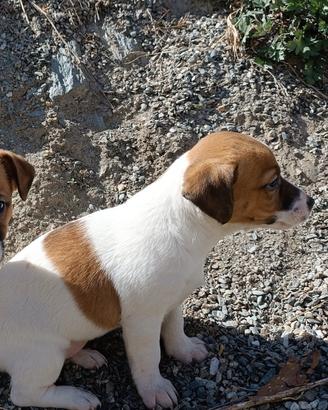 Cucciola jack Russell