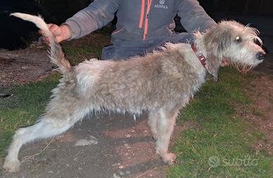 Briquet griffon vendeen