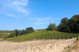 Vigneto