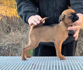 Splendida cucciola brabantina,allevamento enci