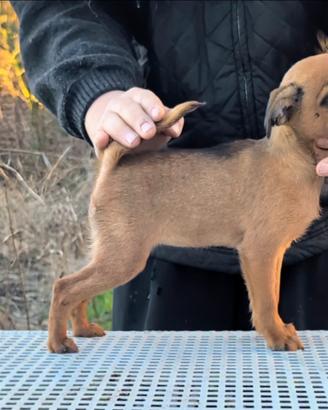 Splendida cucciola brabantina,allevamento enci