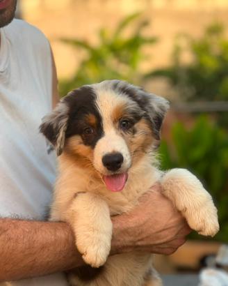 Cuccioli di pastore australiano