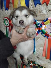 Cucciolo Alaskan Malamute