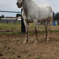 Cavalli in fida o mezza fida