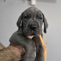 Cuccioli di alano da allevamento riconosciuto