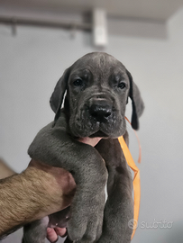 Cuccioli di alano da allevamento riconosciuto