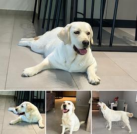 Labrador adulta
