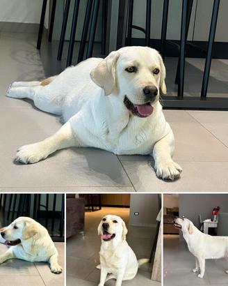 Labrador adulta
