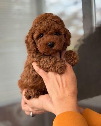 Disponibili cuccioli di barbocino