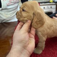 Cuccioli di Cocker spaniel con pedigree