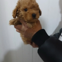 Allevamento di barbocini