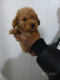 Allevamento di barbocini