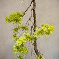BONSAI PINO SILVESTRE, Bunijn molto vecchio