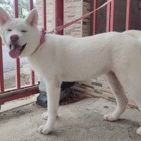 Ultima Splendida AKITA Eccellente Pedigree Enci