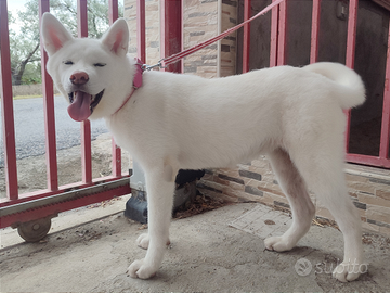 Ultima Splendida AKITA Eccellente Pedigree Enci