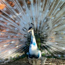 Pavoni silver e silver nigripennis