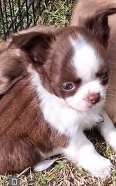 Cucciolo a pelo lungo