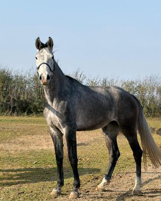 Puledra sportiva