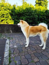 Akita Inu  monta