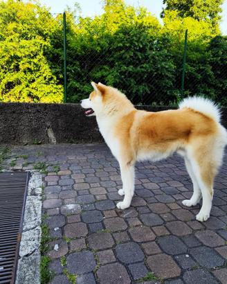 Akita Inu  monta