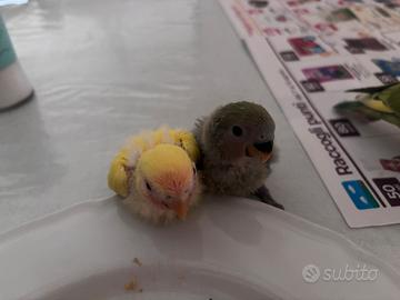 Vendita pappagalli inseparabili